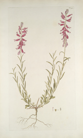 精美绘画草本植物图谱