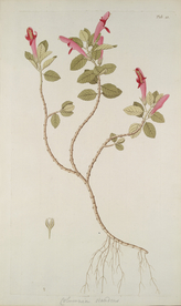 精美绘画草本植物图谱