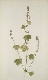 精美绘画草本植物图谱