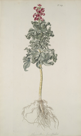 精美绘画草本植物图谱