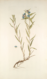 精美绘画草本植物图谱