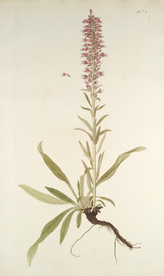 精美绘画草本植物图谱