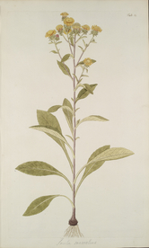 精美绘画草本植物图谱