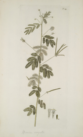 精美绘画草本植物图谱