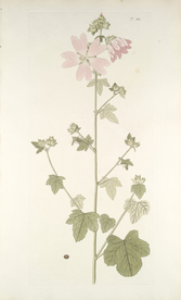 精美绘画草本植物图谱