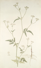 精美绘画草本植物图谱