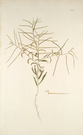 精美绘画草本植物图谱