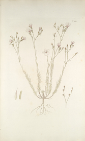 精美绘画草本植物图谱