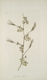 精美绘画草本植物图谱