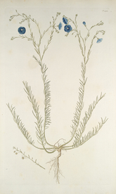 精美绘画草本植物图谱