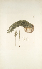 精美绘画草本植物图谱