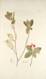 精美绘画草本植物图谱