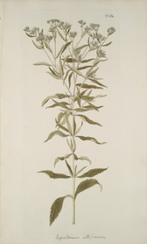 精美绘画草本植物图谱