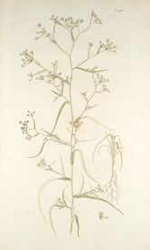 精美绘画草本植物图谱