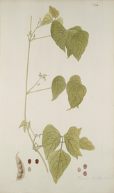 精美绘画草本植物图谱