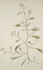 精美绘画草本植物图谱