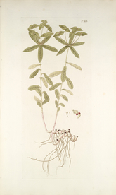 精美绘画草本植物图谱