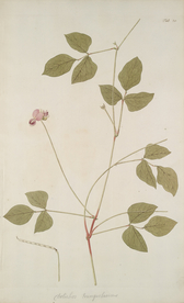 精美绘画草本植物图谱