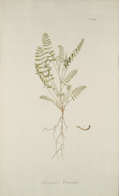 精美绘画草本植物图谱