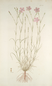 精美绘画草本植物图谱