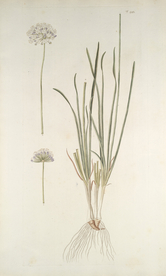 精美绘画草本植物图谱