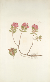 精美绘画草本植物图谱