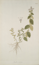 精美绘画草本植物图谱