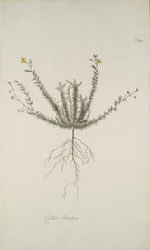 精美绘画草本植物图谱