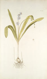 精美绘画草本植物图谱