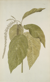 精美绘画草本植物图谱