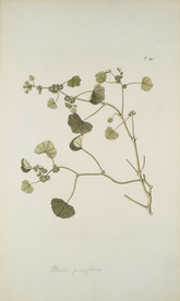 精美绘画草本植物图谱