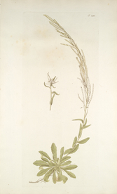 精美绘画草本植物图谱