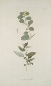 精美绘画草本植物图谱