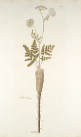 精美绘画草本植物图谱