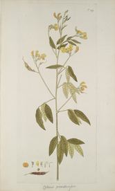 精美绘画草本植物图谱