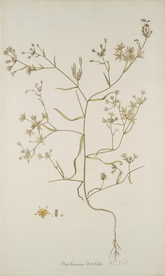 精美绘画草本植物图谱