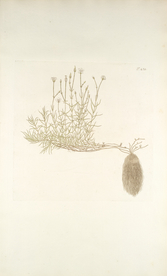 精美绘画草本植物图谱