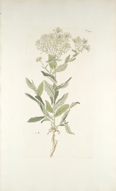 精美绘画草本植物图谱