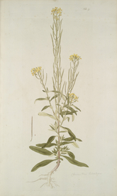 精美绘画草本植物图谱