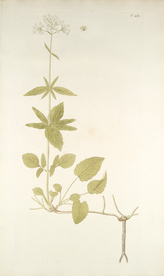 精美绘画草本植物图谱