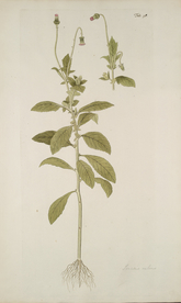 精美绘画草本植物图谱