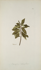 精美绘画草本植物图谱