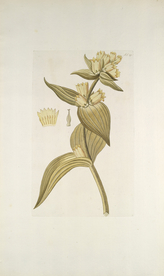 精美绘画草本植物图谱