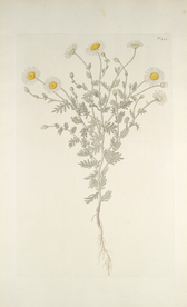 精美绘画草本植物图谱