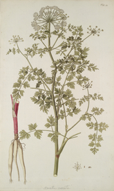 精美绘画草本植物图谱