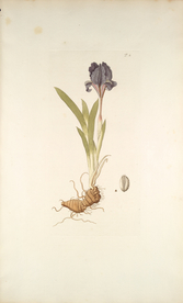 精美绘画草本植物图谱