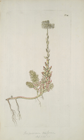 精美绘画草本植物图谱