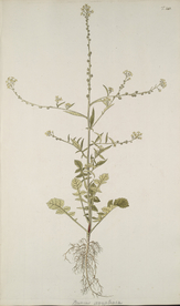 精美绘画草本植物图谱