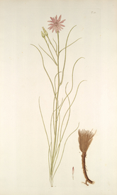 精美绘画草本植物图谱