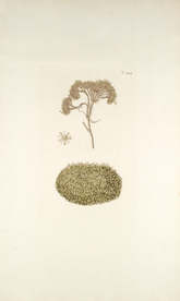 精美绘画草本植物图谱